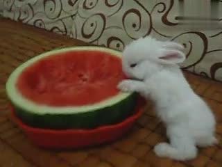 洋瓜怎么喂兔子吃,营养搭配与喂食方法解析