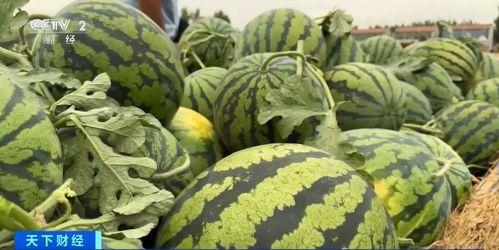 他们吃的瓜是什么瓜,揭秘他们所吃的瓜种之谜