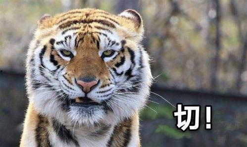 虎哥哥吃瓜,揭秘娱乐圈幕后真相